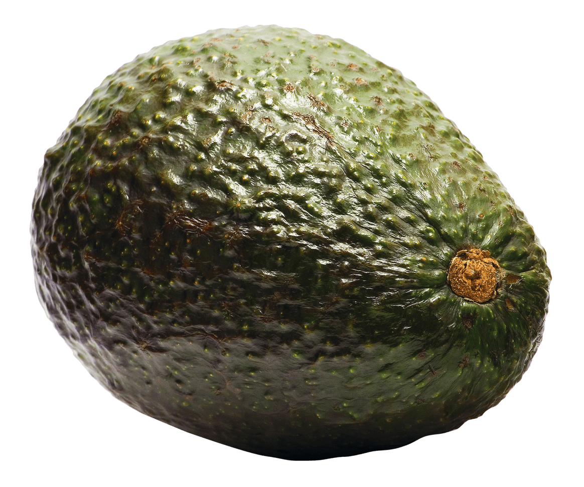 Avocado aocado clipart logo