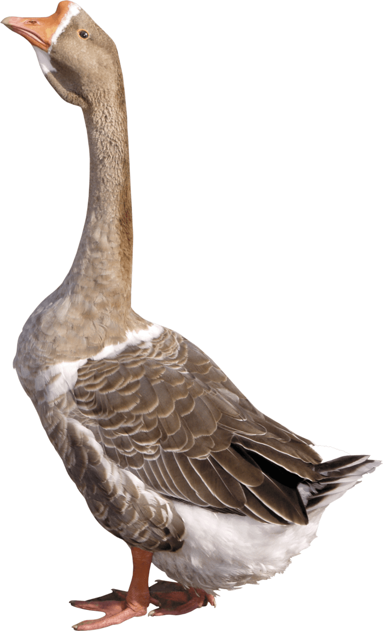 Grey young goose clipart photo