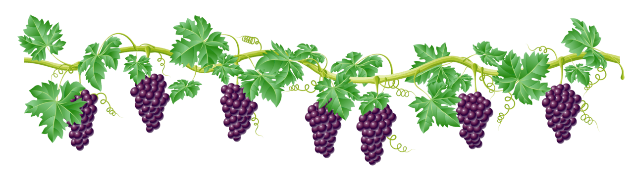 Grape vine images clipart