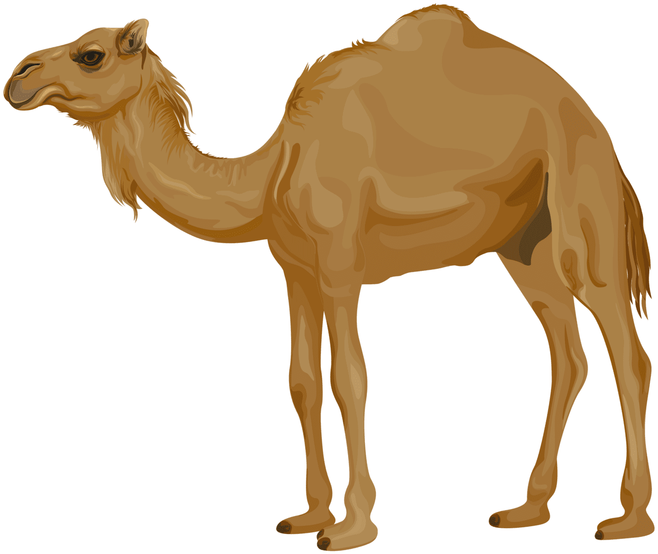 Camel clipart image high quality images and