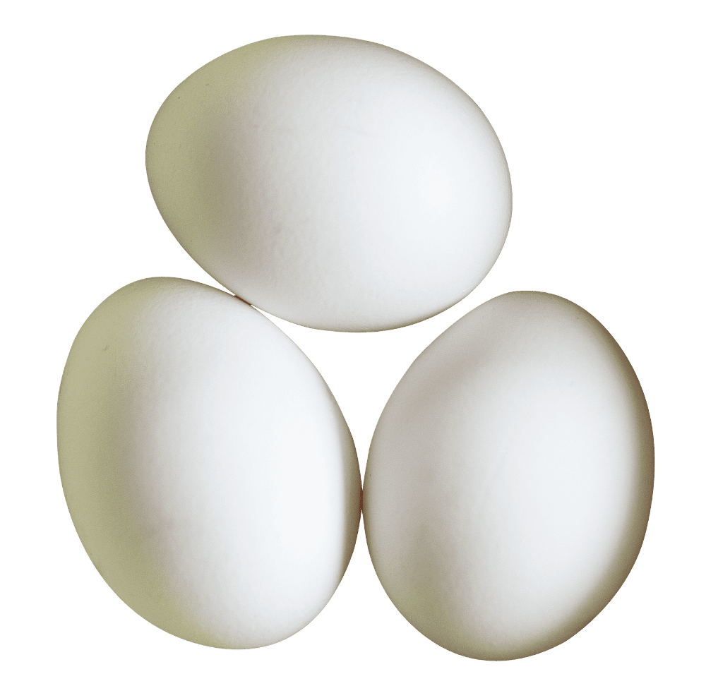 For egg three white eggs clipart photo