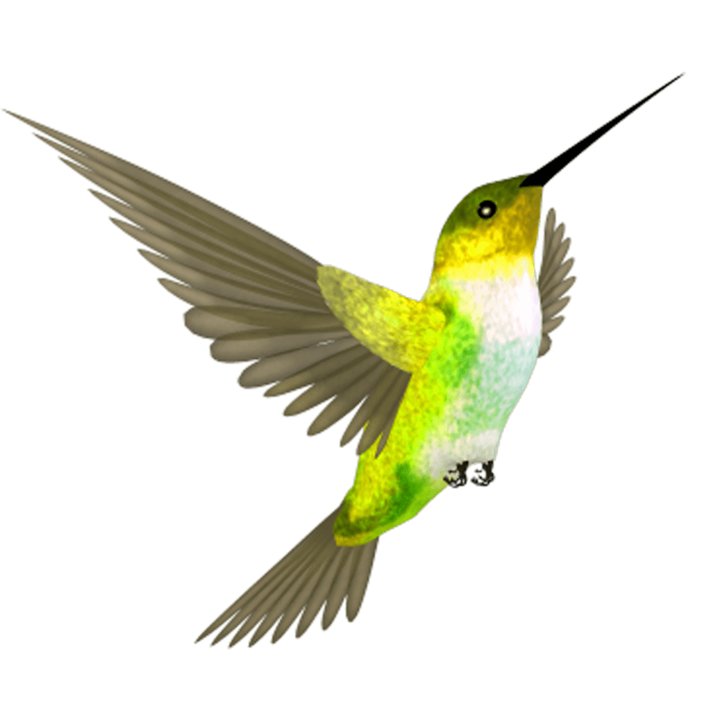 Hummingbird page clipart clip art