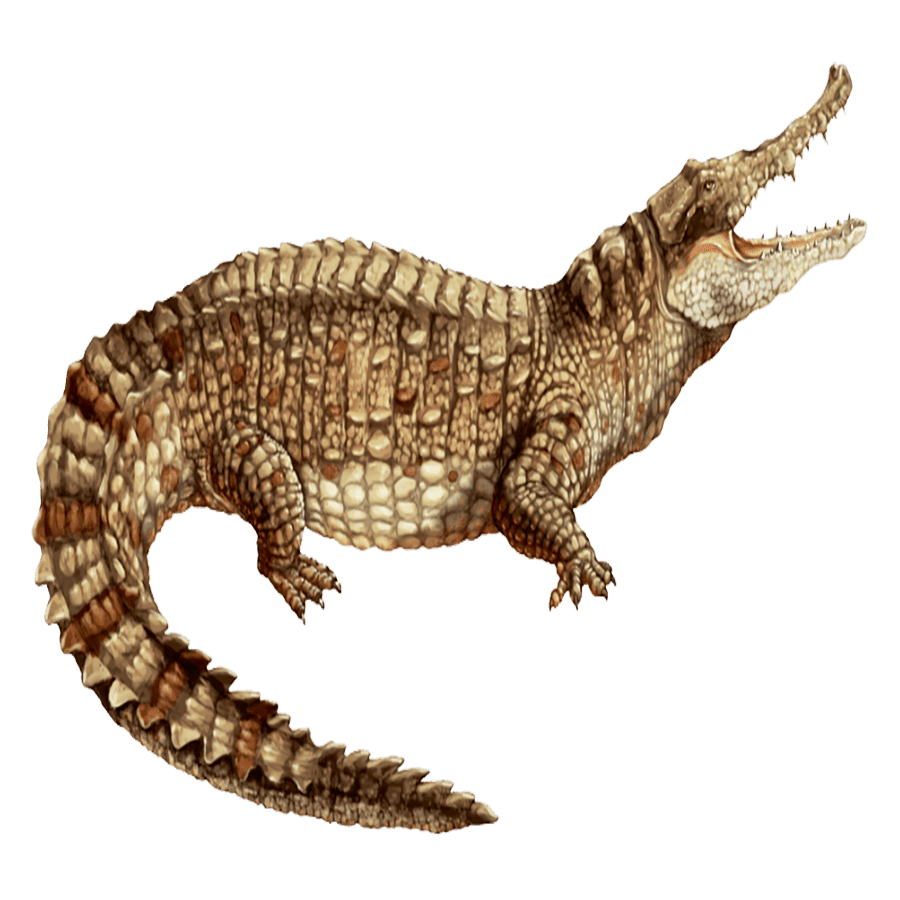 Crocodile caiman images hd photo clipart