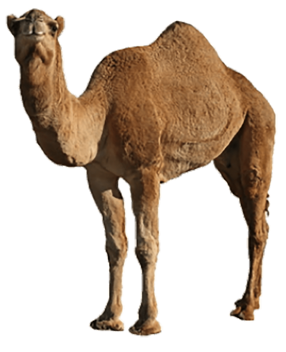 Camel image with background clipart