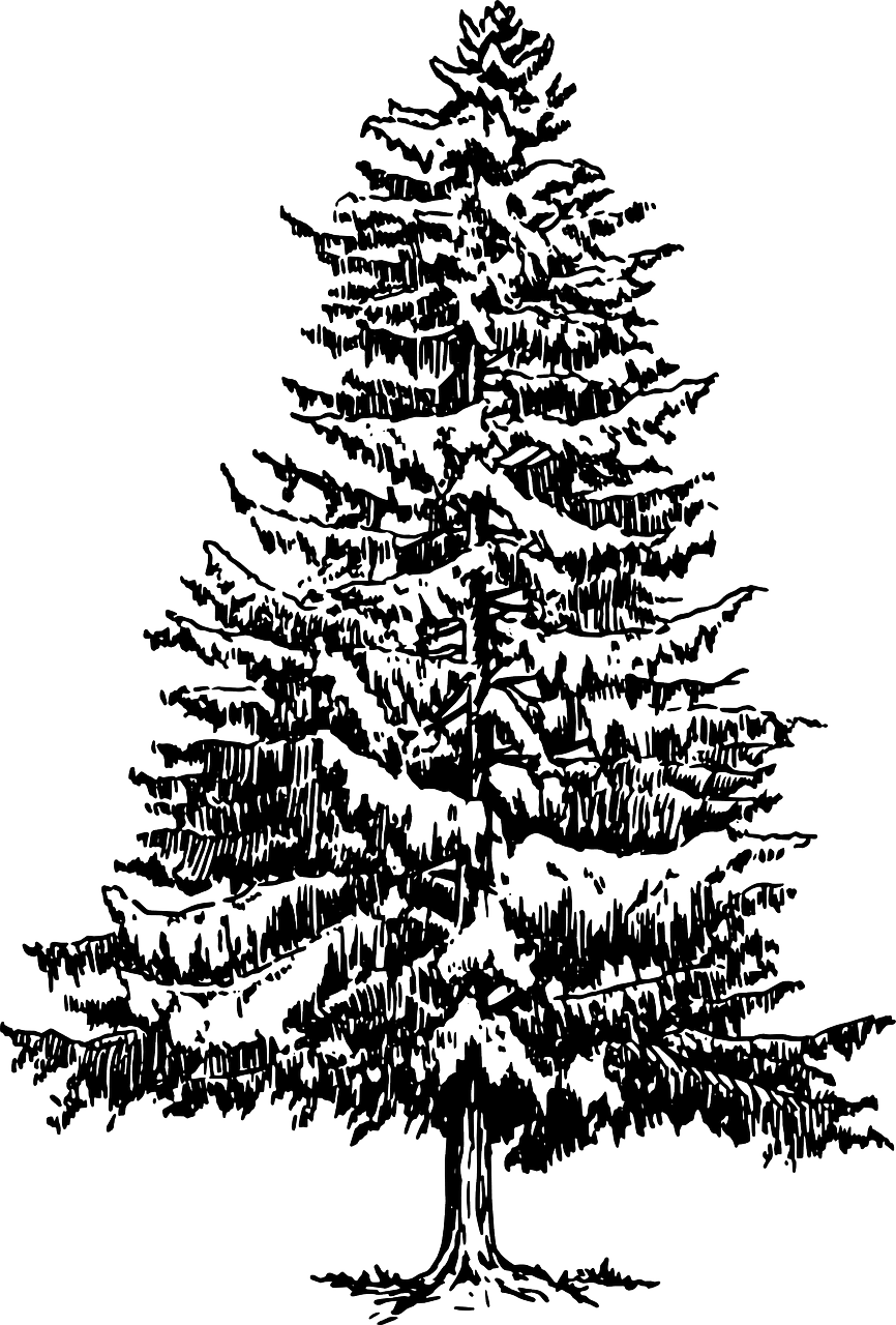 Christmas tree black and white how to draw pine image with no background clipart