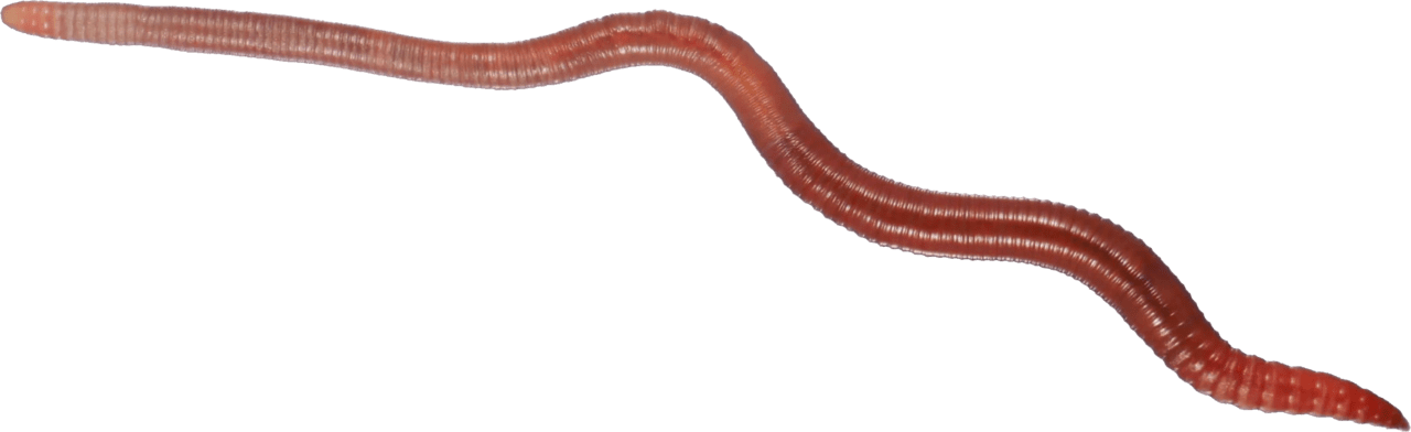 Earth worm image size clipart