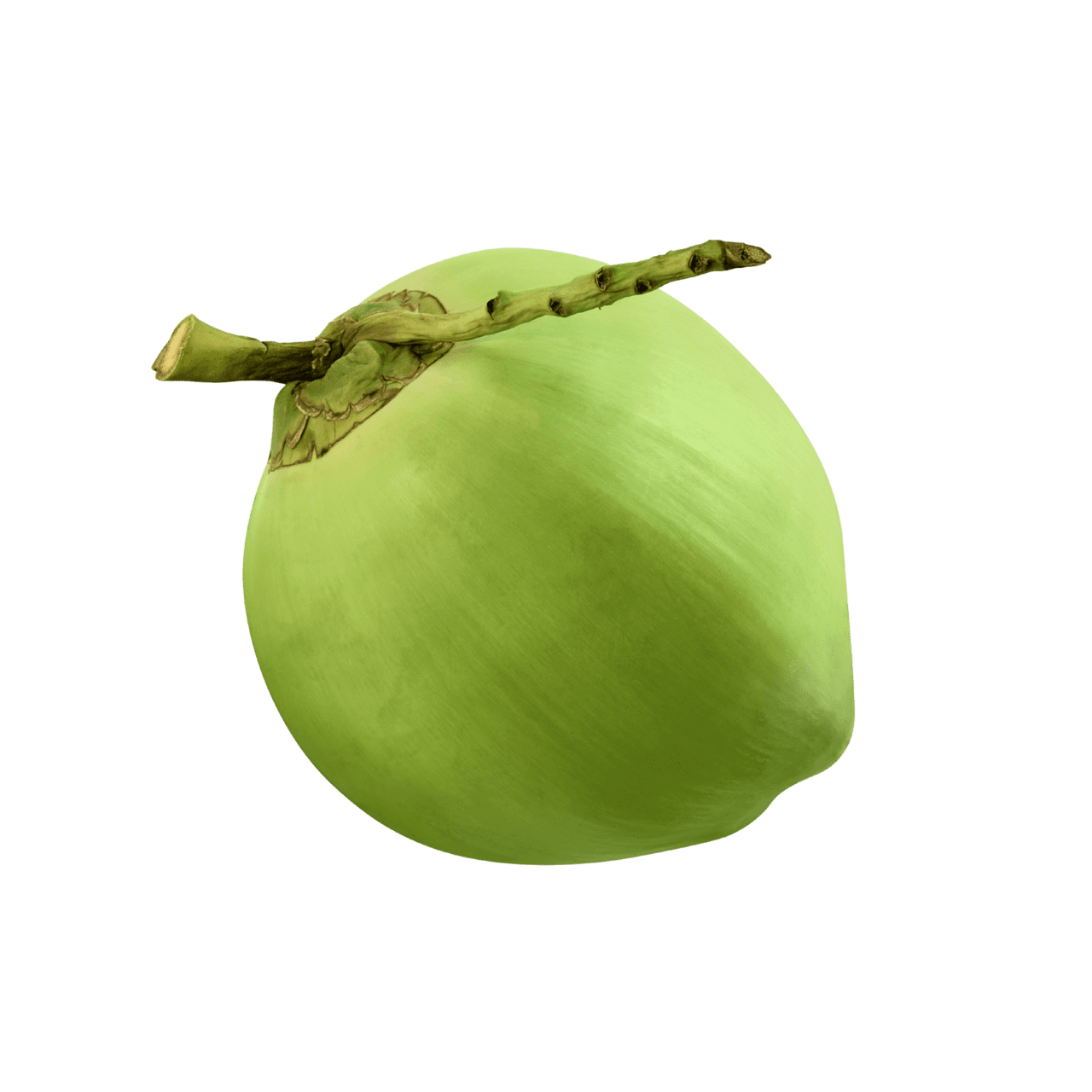 Young green coconut jaldi clipart logo