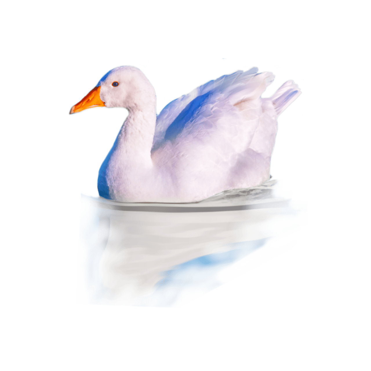 Goose pin page clipart photo 4