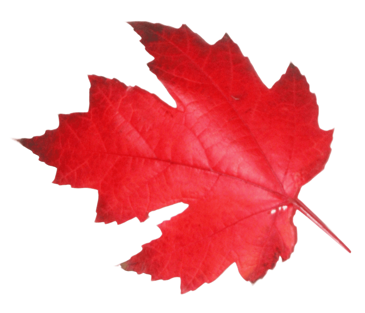 Autumn leaf red clipart free