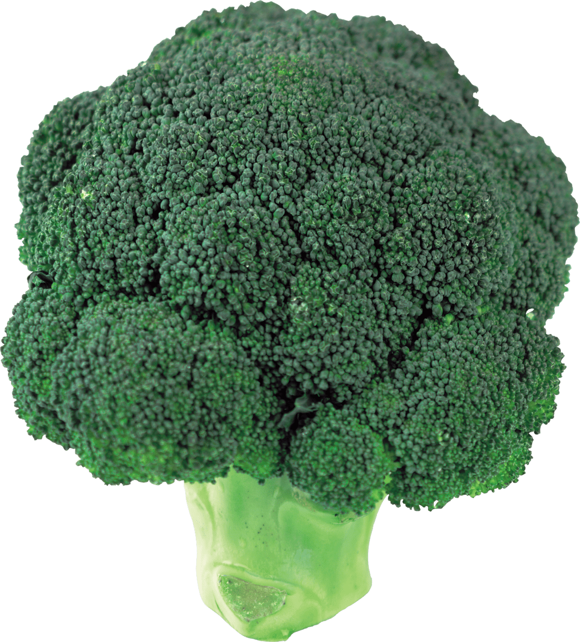 Broccoli image for clipart