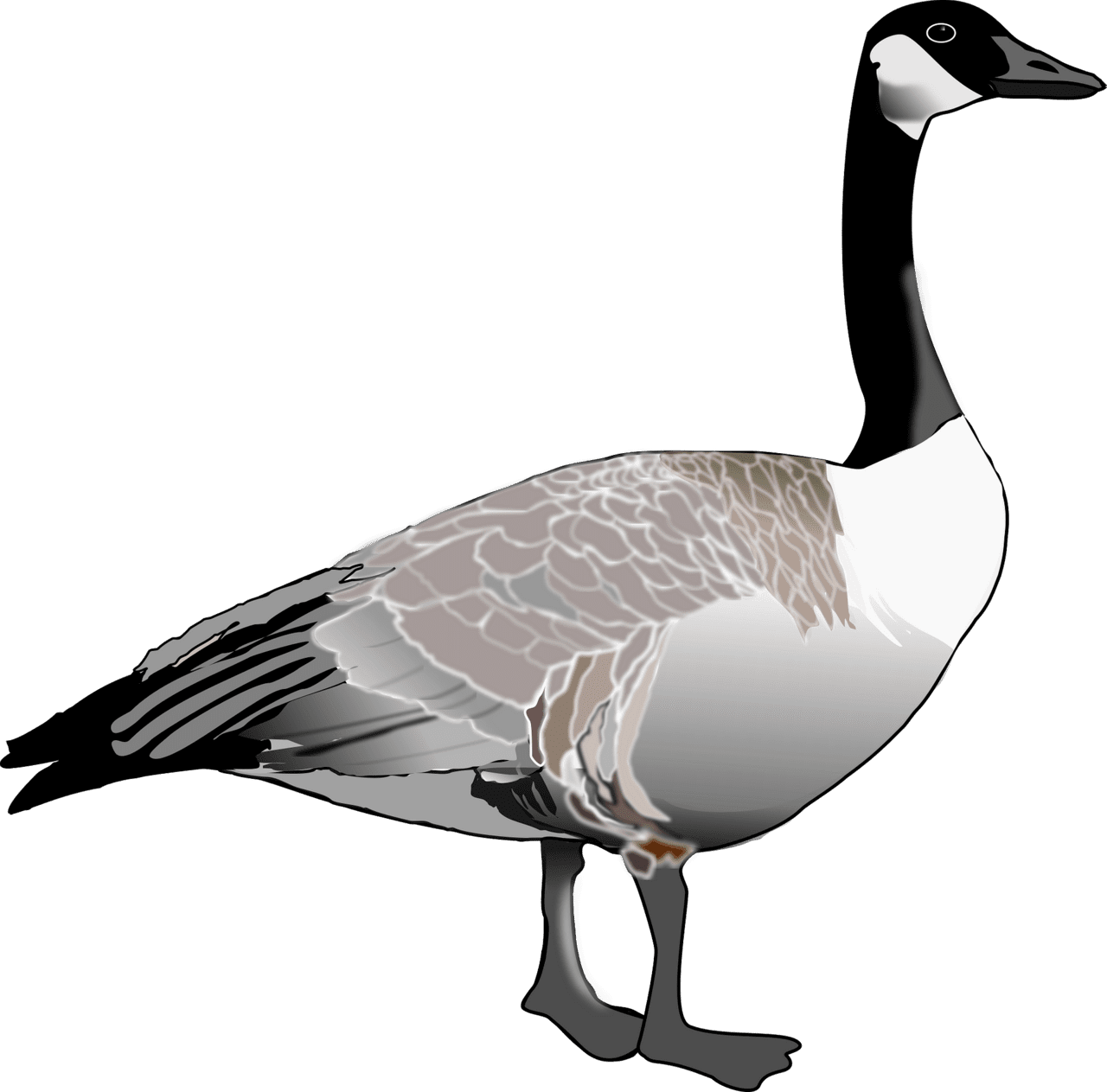 Canada goose vector clipart images