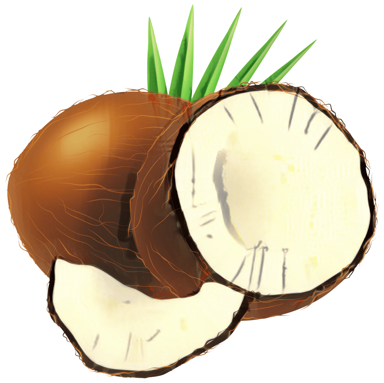 Best fresh coconut clipart logo
