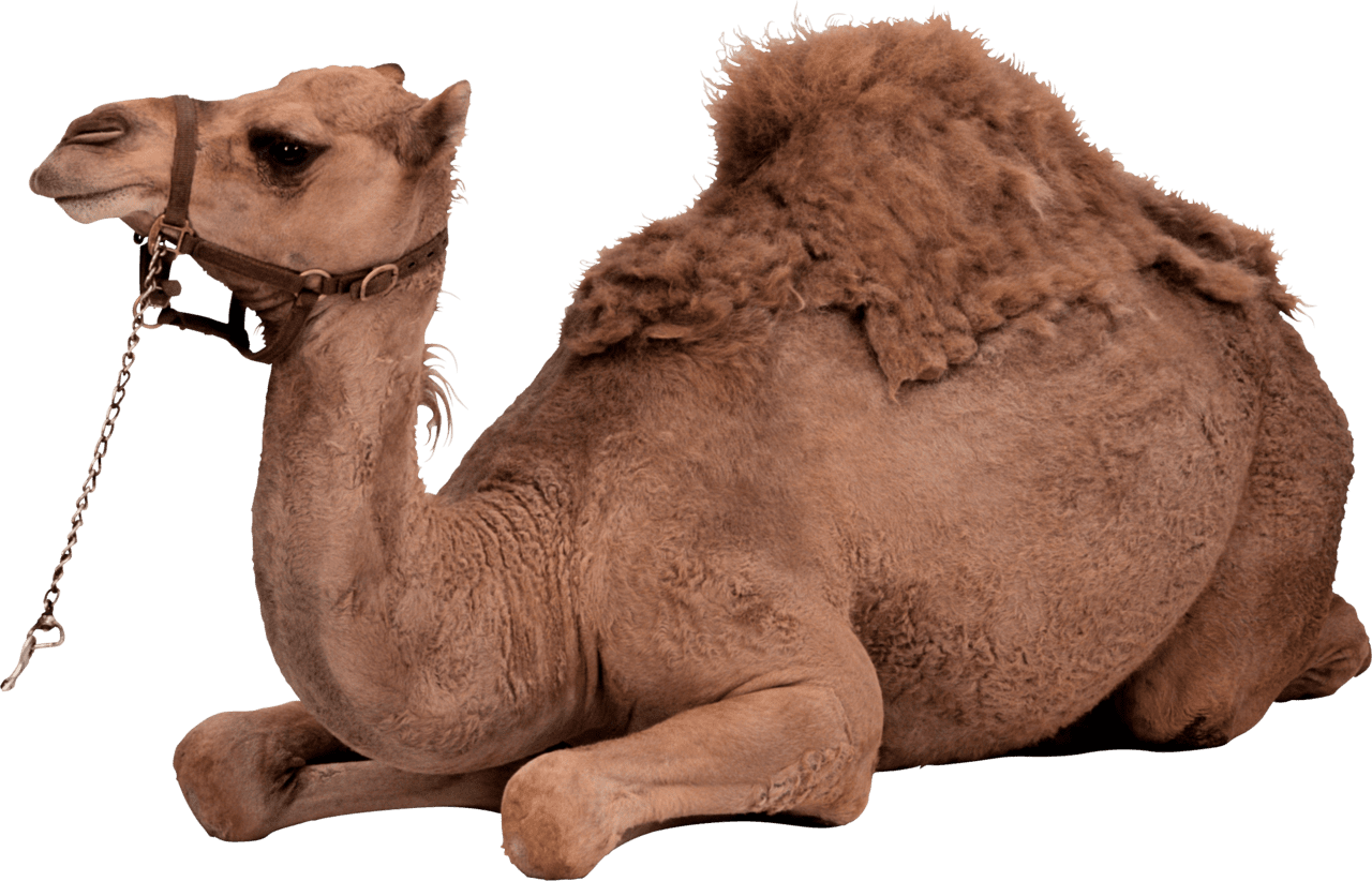 Camel image with background clipart 2