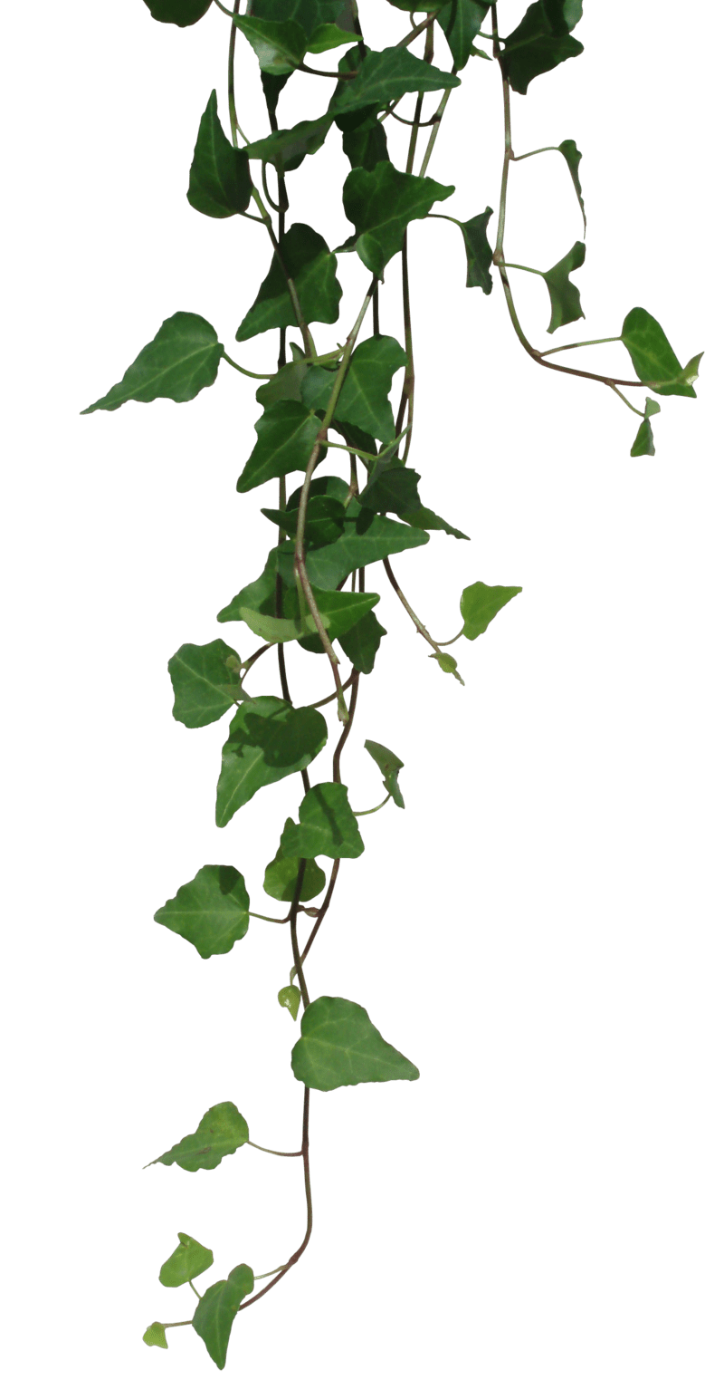 Vine ivy by black deviantart clipart background