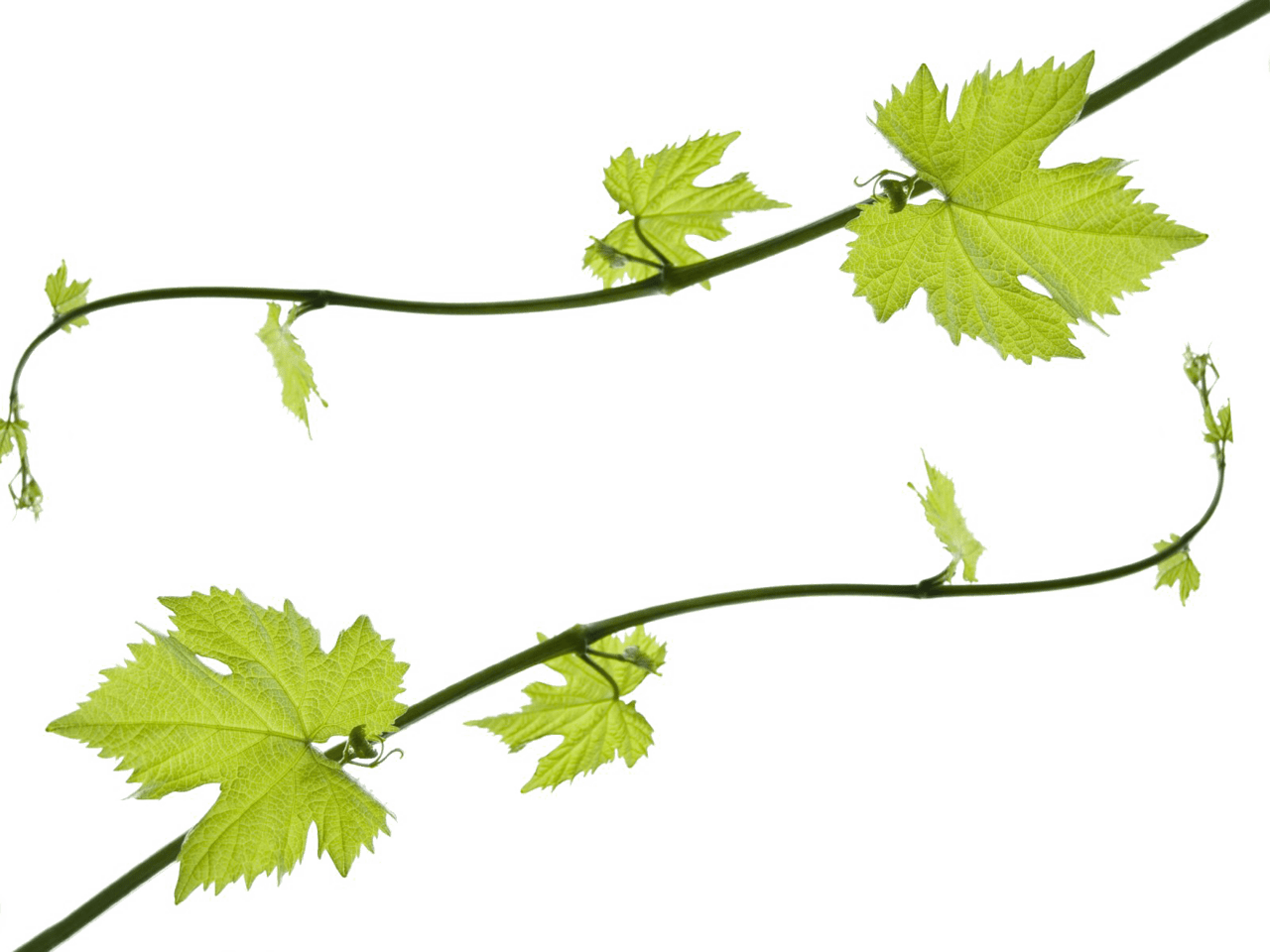 Vine leaf grape image hd clipart