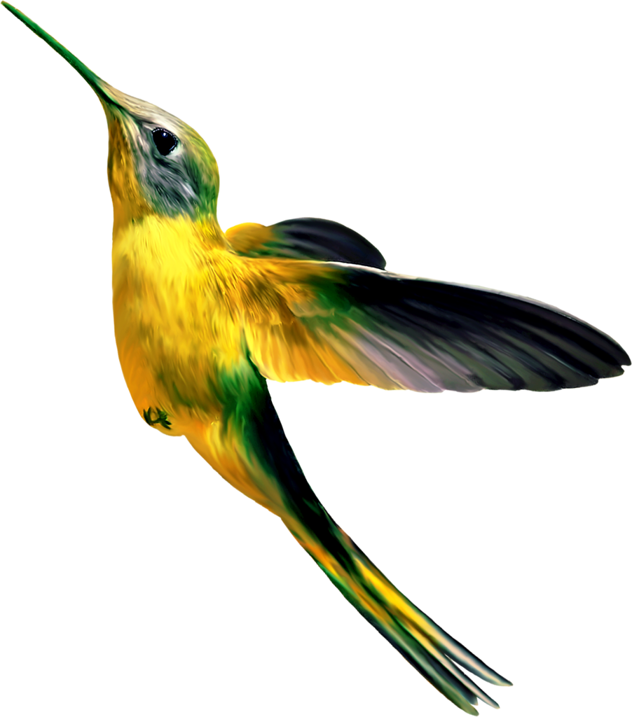 Hummingbird simply grove clipart transparent