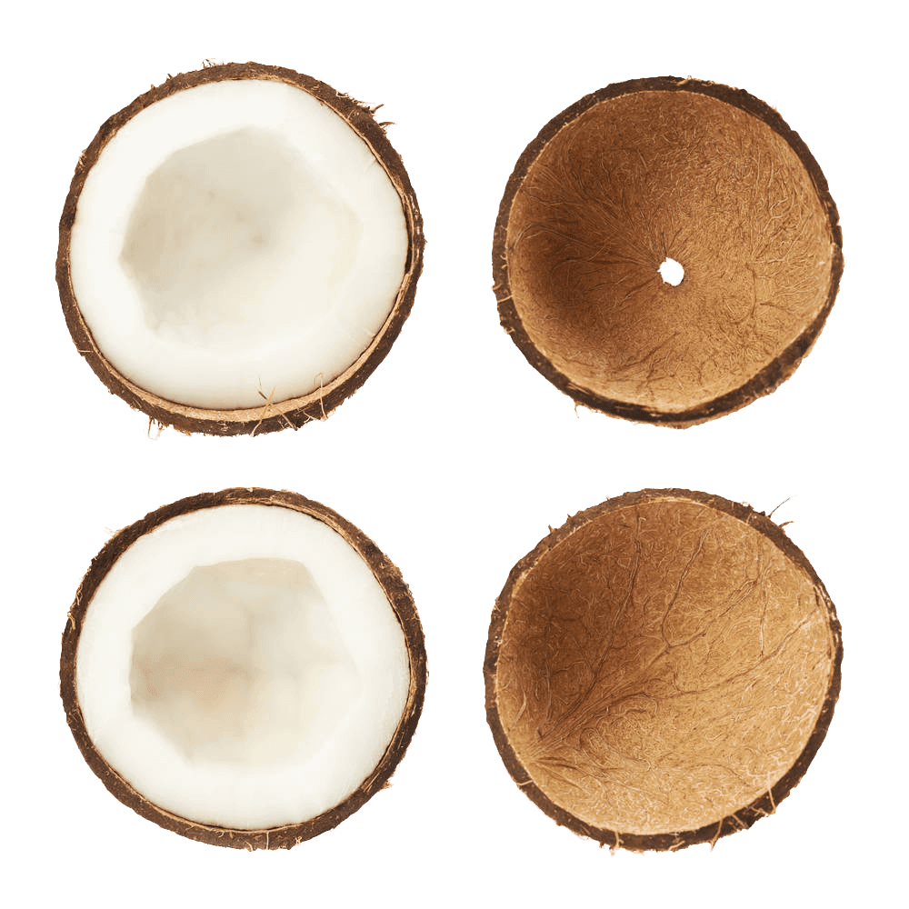 Young coconut clipart picture