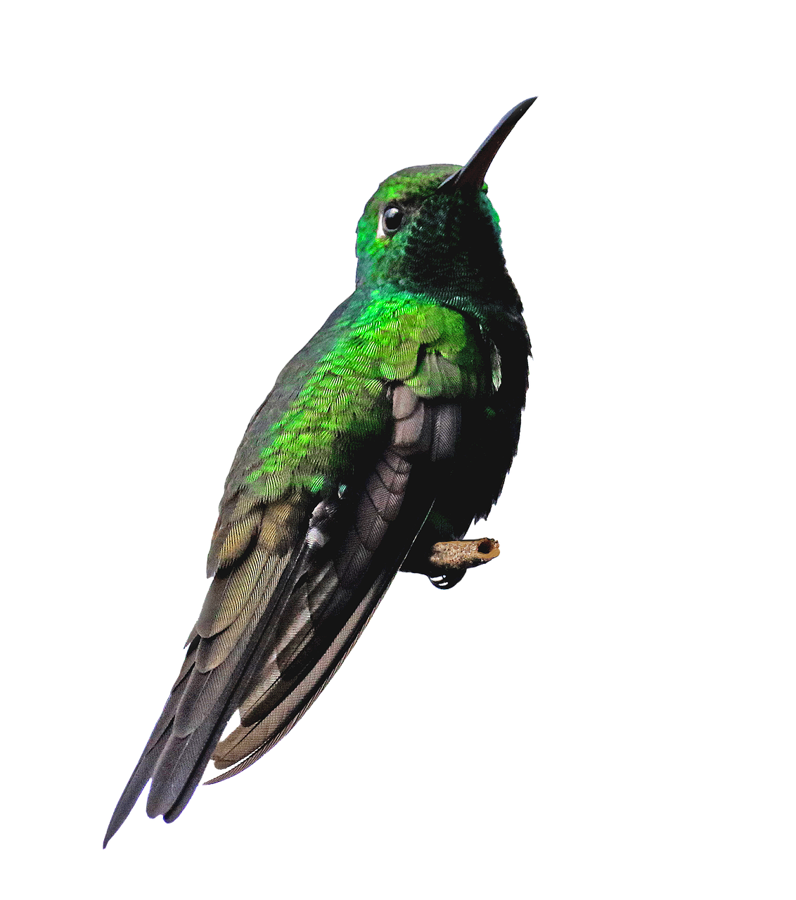 Hummingbird cuba cienaga de zapata humm gbird photo pixabay clipart