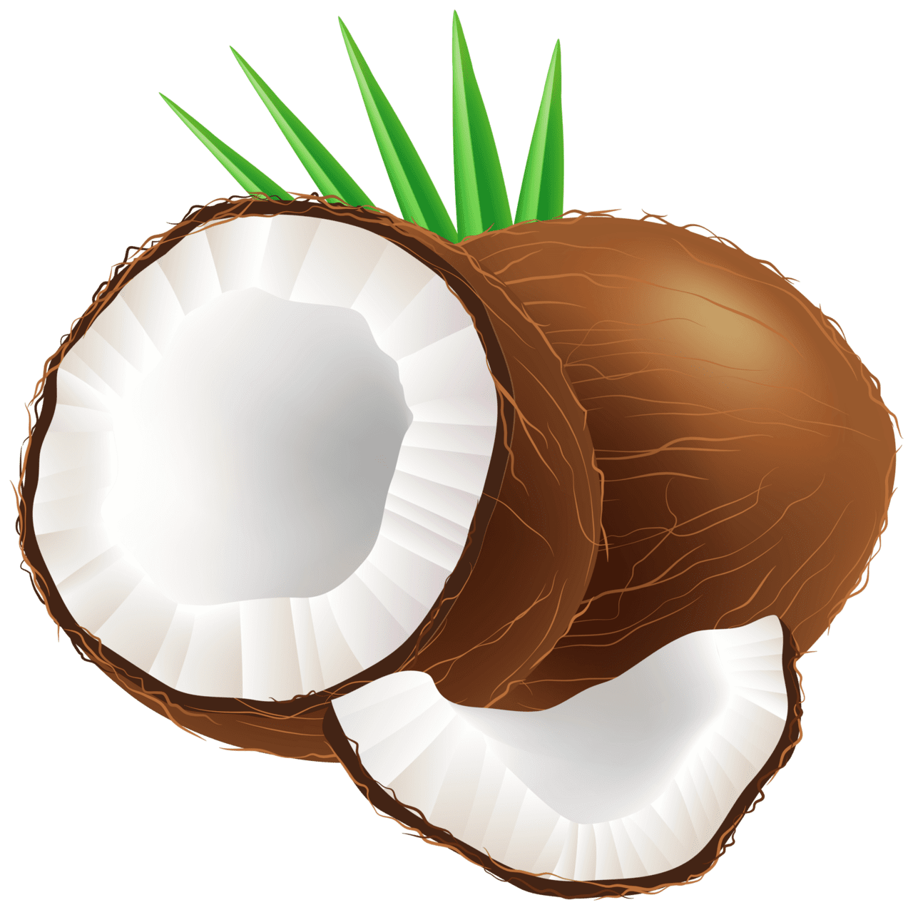 Coconut clipart vector shape unlimited