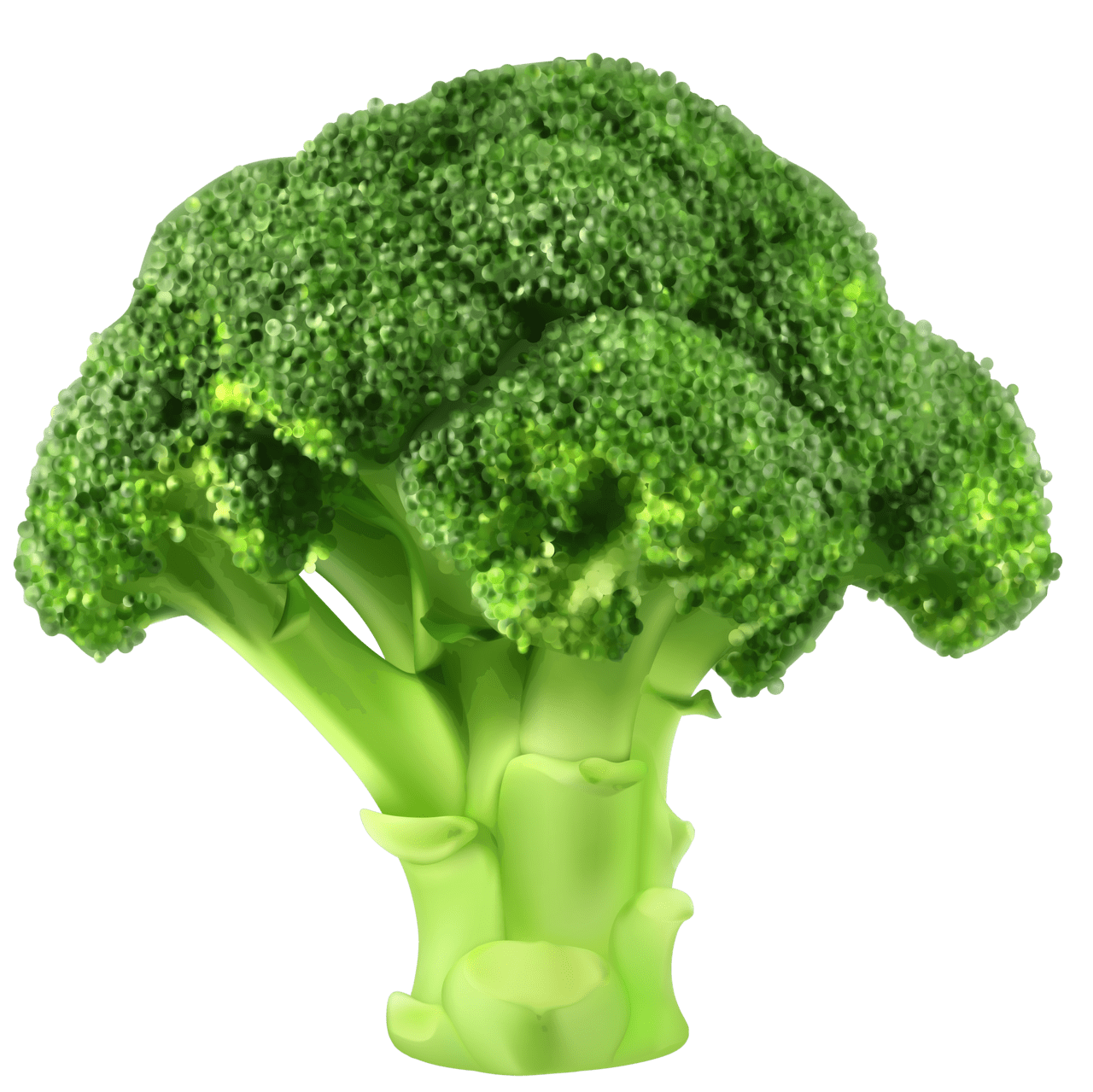 Fresh broccoli image clipart