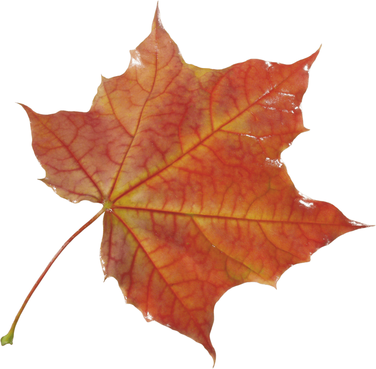 Autumn leaf image images leaves clipart