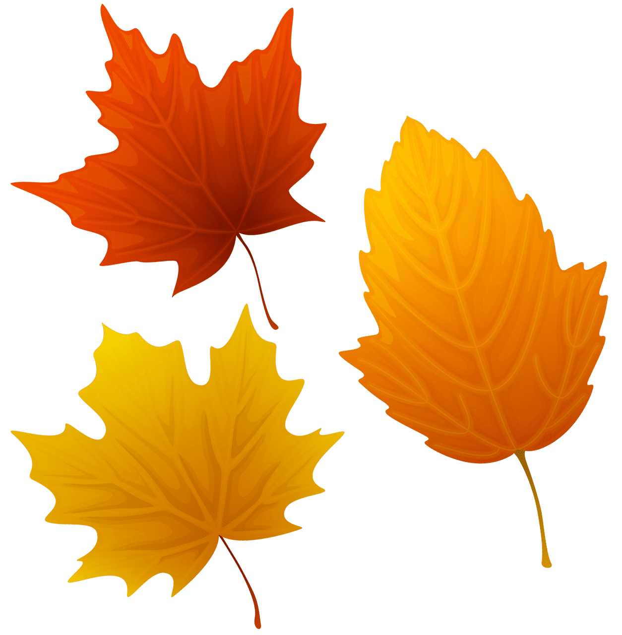 Autumn leaf set of leaves clipart image