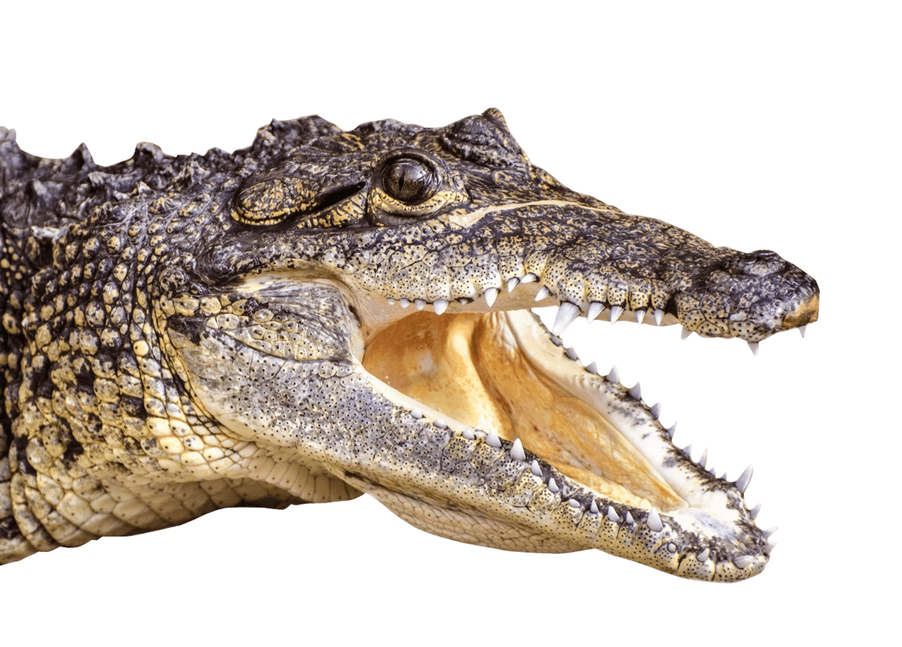 Crocodile clipart vector 2