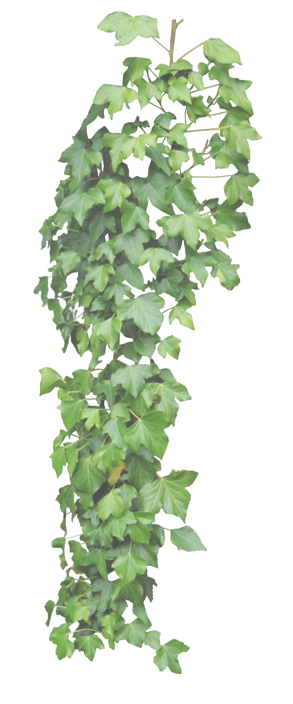 Vine hanging ivy by aledjonesdigitalart deviantart clipart image