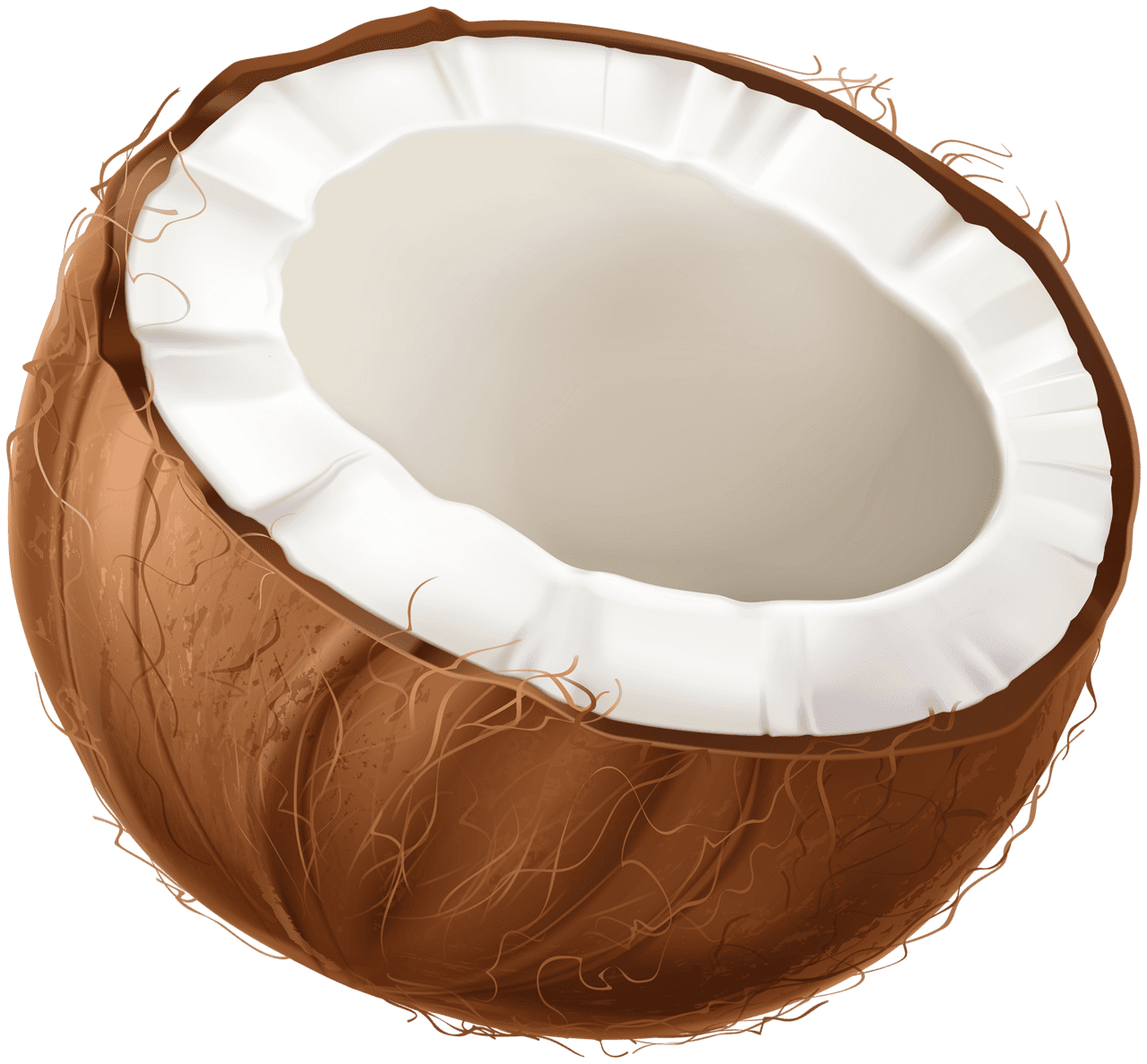 Vector coconut clipart 2