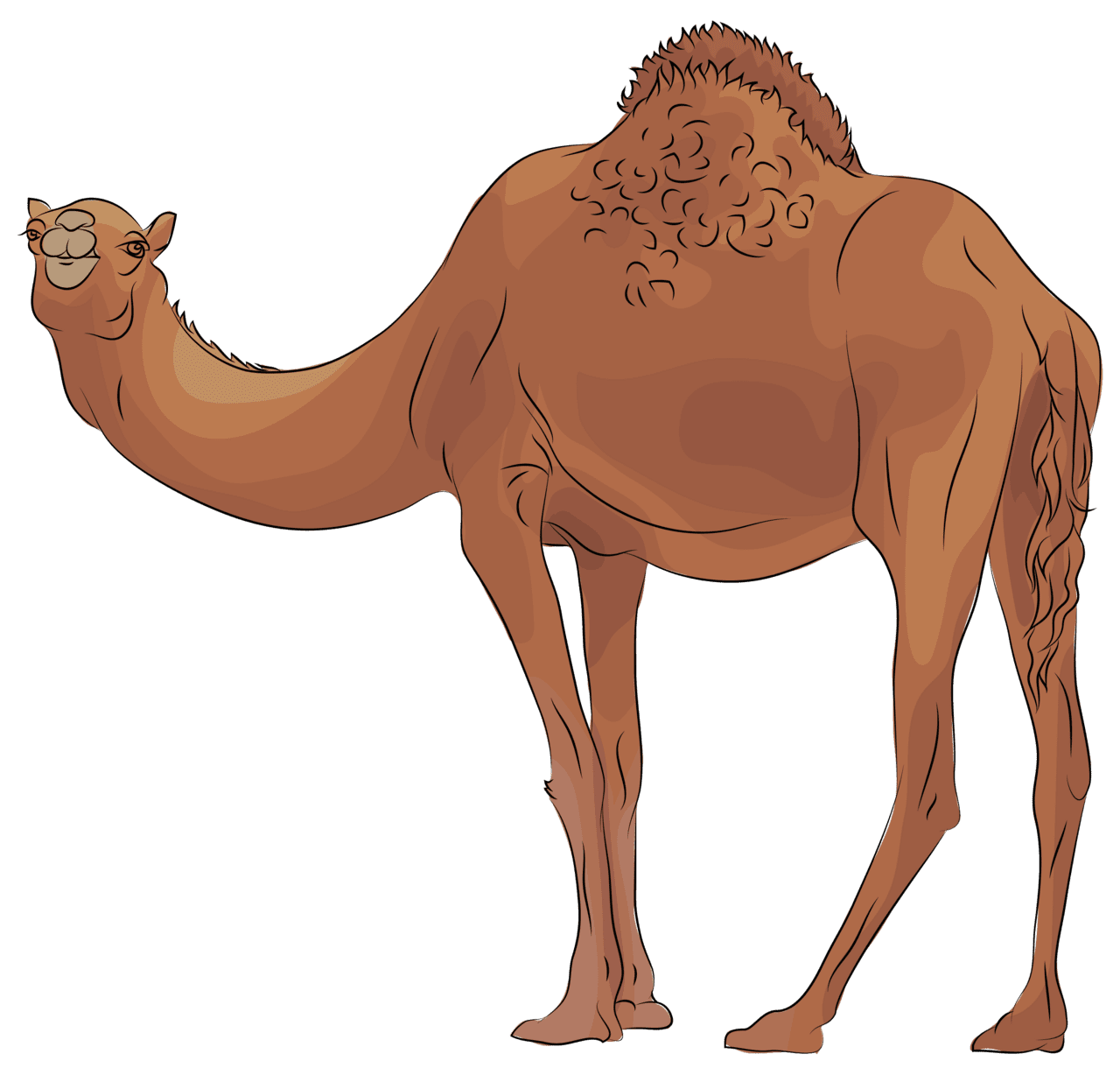 Camel vector clipart images 4