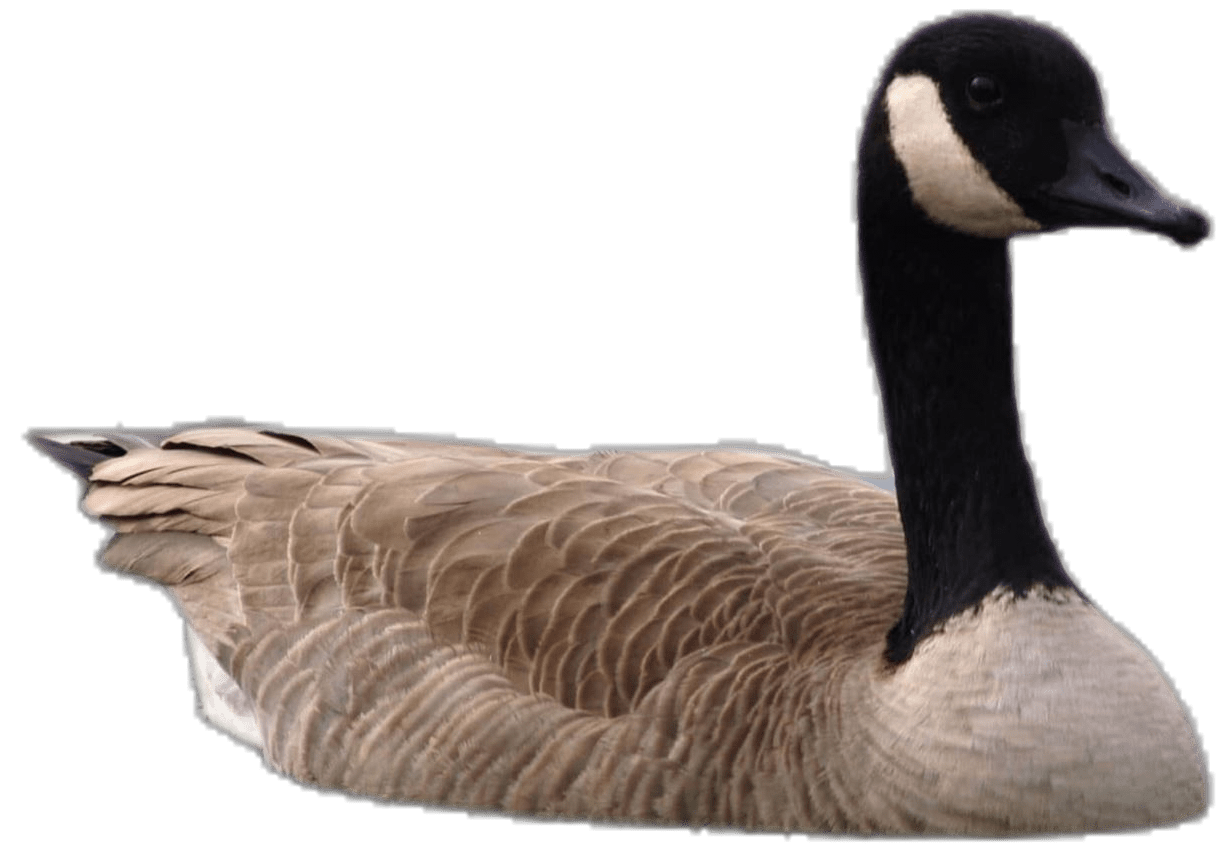 Grand goose clipart free