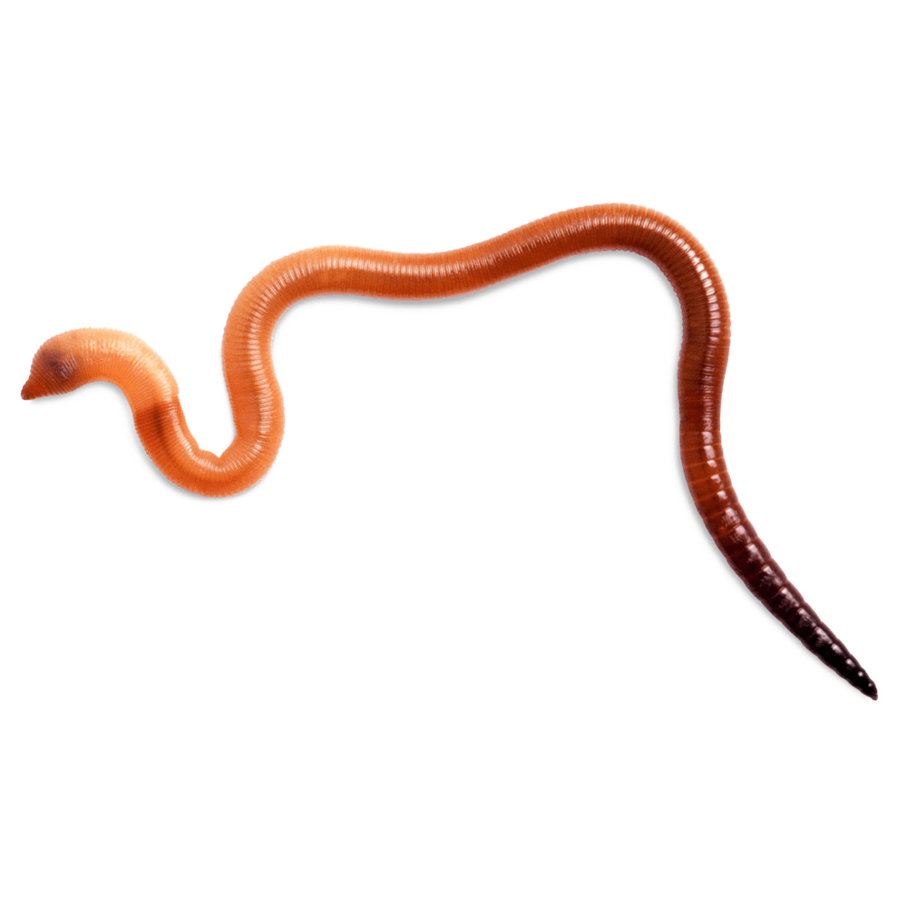 Earth worm images hd photo clipart 3