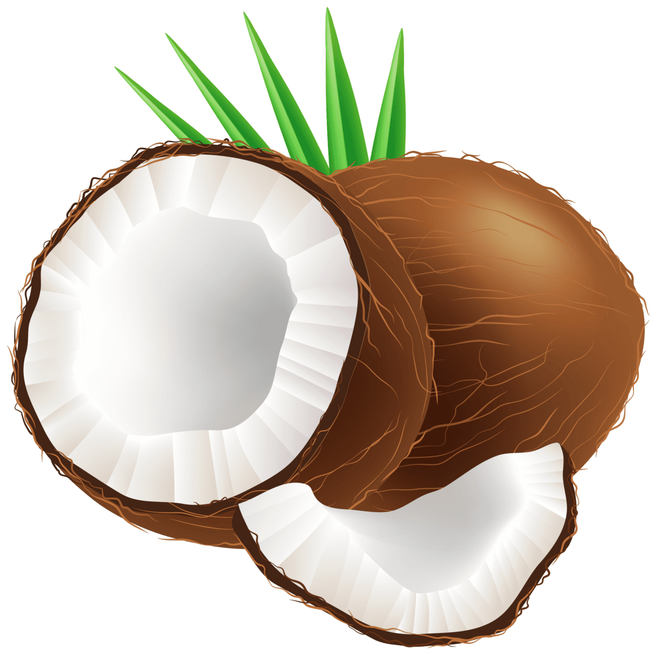 Coconut clipart vector shape