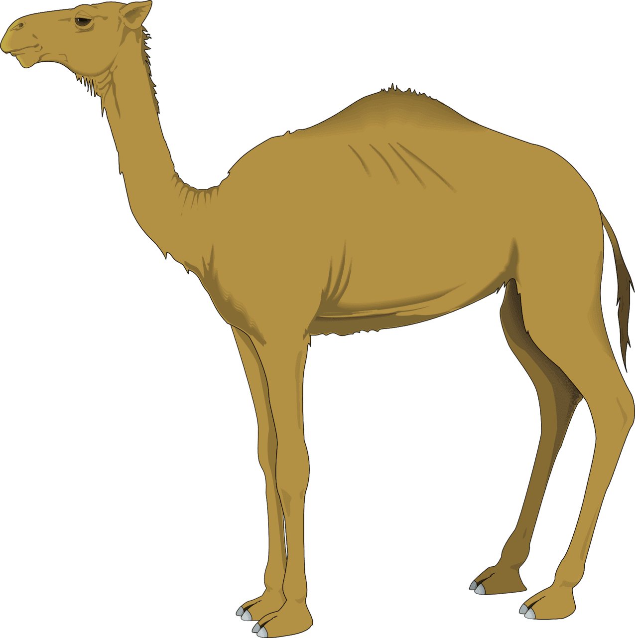 Camel vector clipart images 3