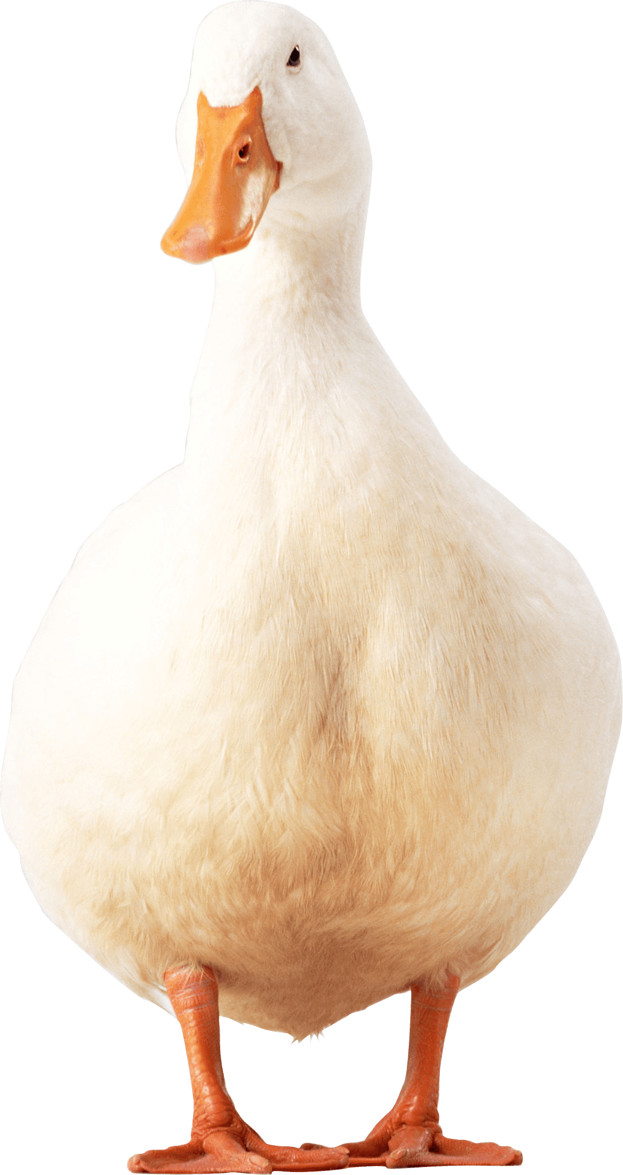 Goose white duck clipart logo 2