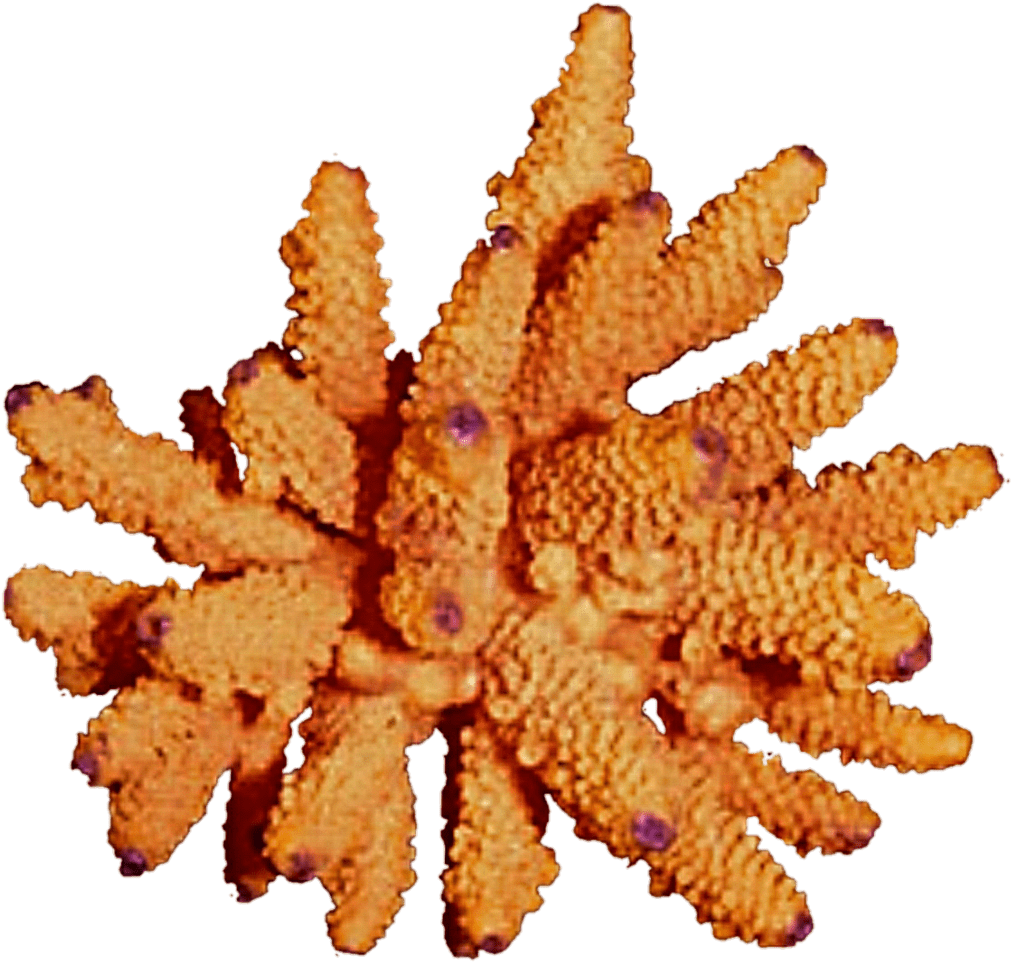 Orange coral clipart reef clip image with no background