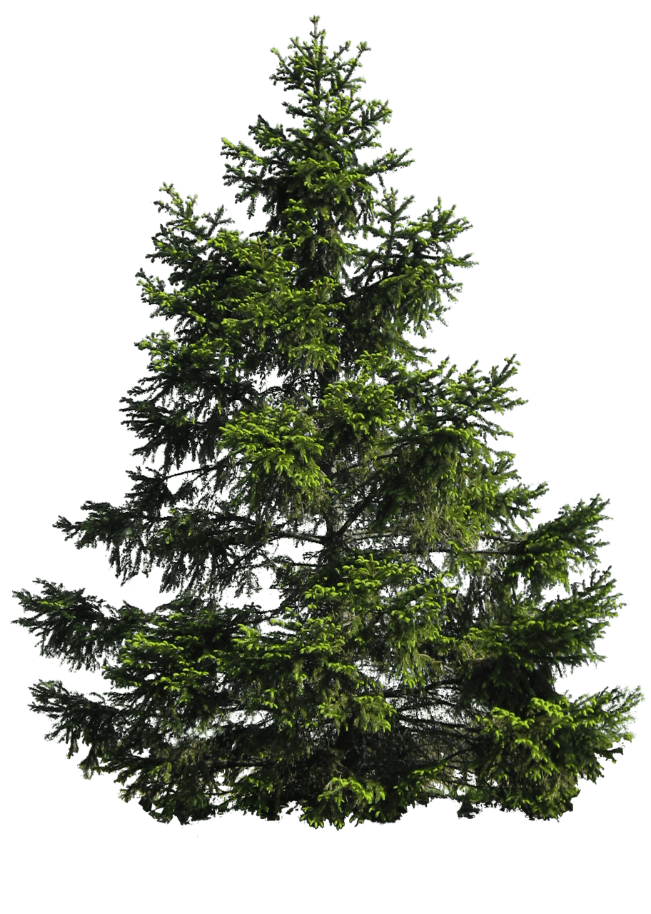 Christmas tree png image picture with background clipart