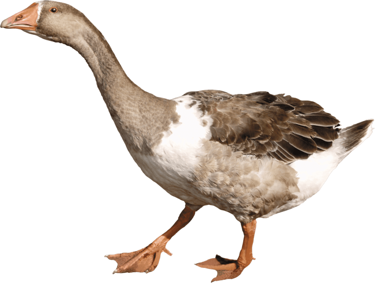 Goose clipart image