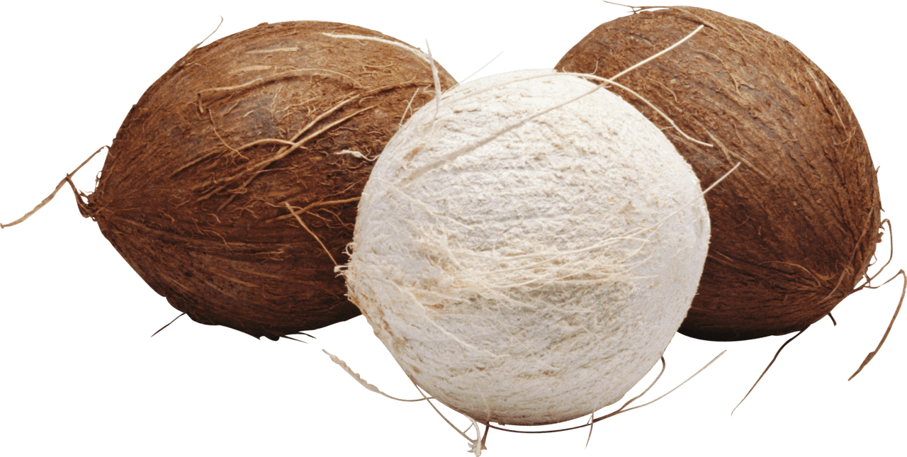 Coconut clipart vector