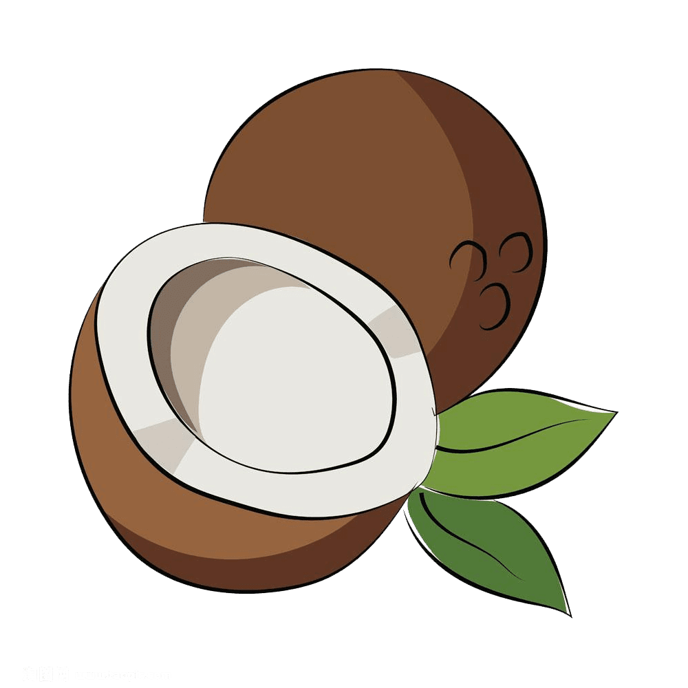 Vector coconut clipart