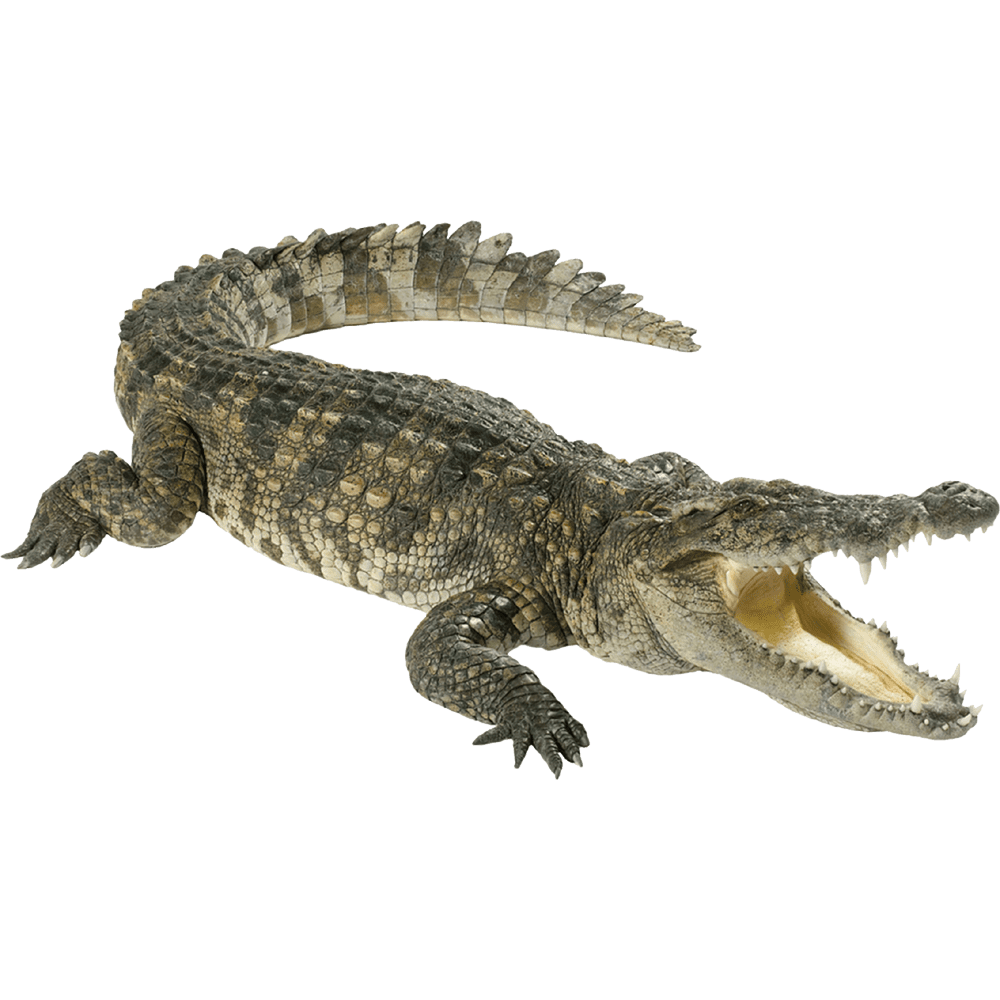 Crocodile alligators images hd photo clipart 3