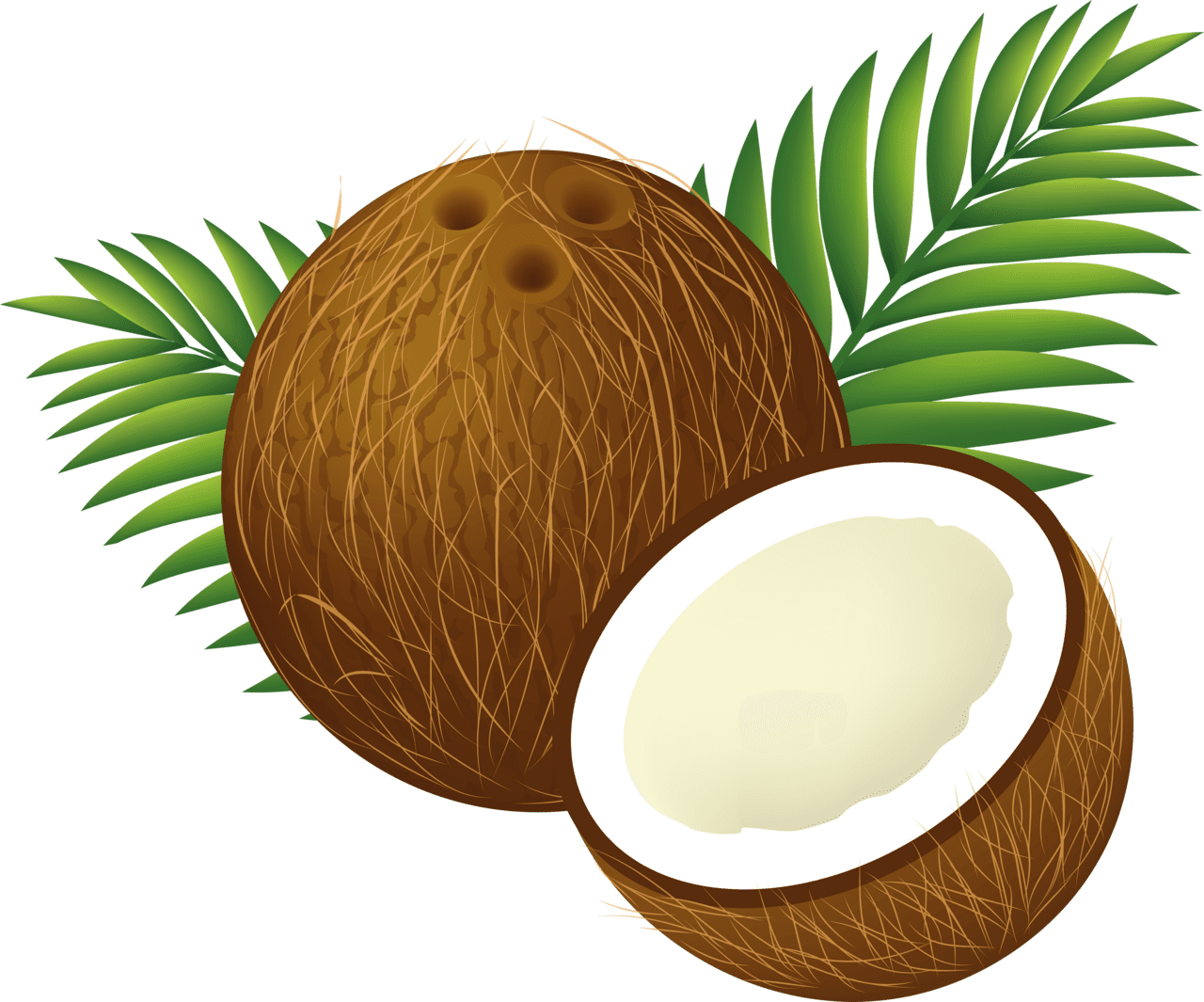 Abstract coconut clipart vector