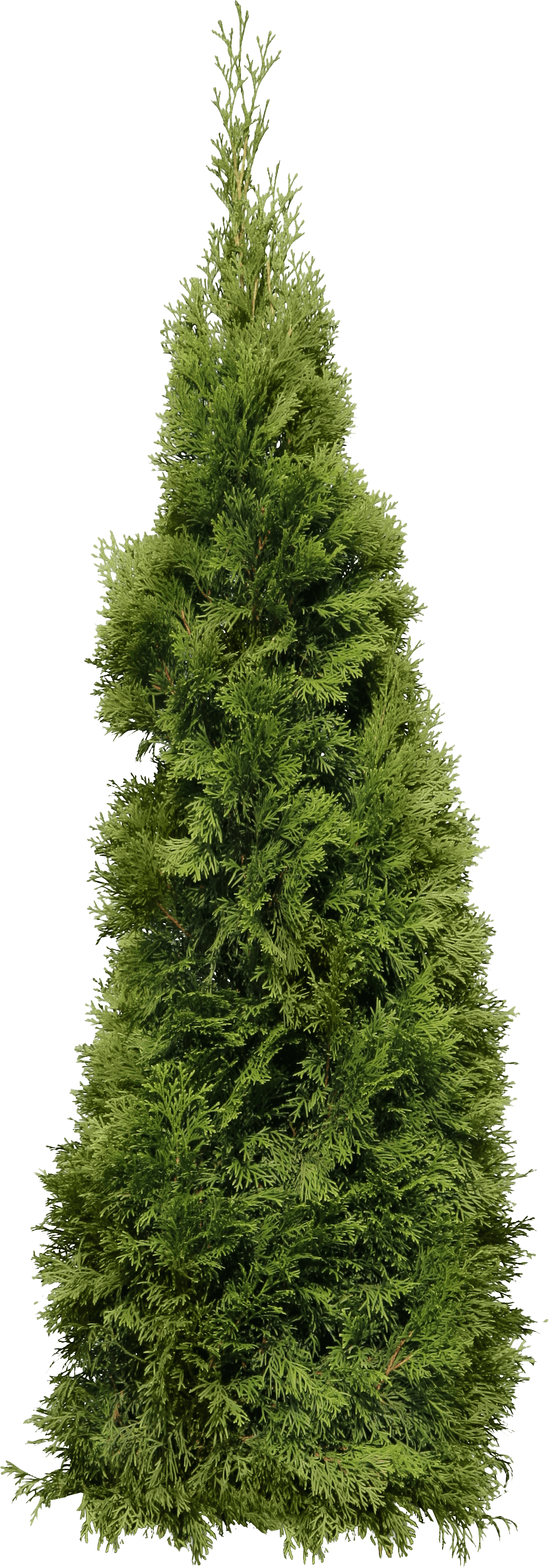 Christmas tree png fir clipart picture