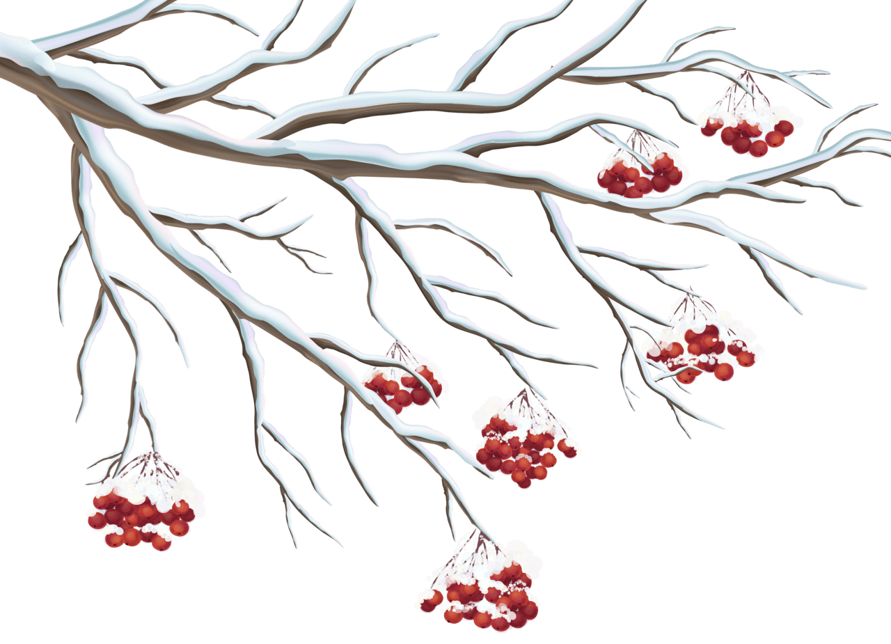 Snowfall snowy holly berries clipart photo