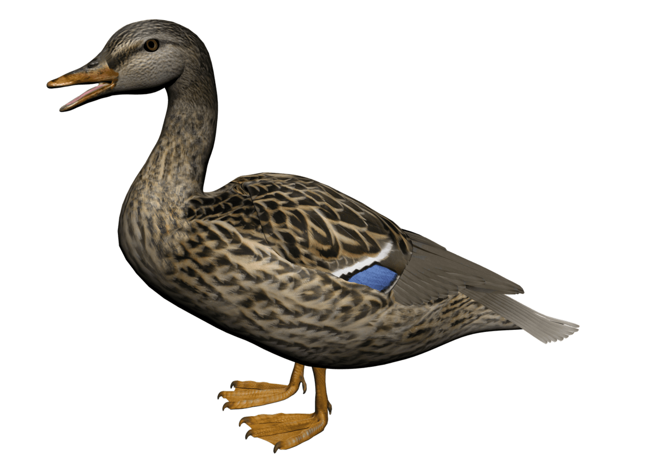 Goose pin page clipart photo 2