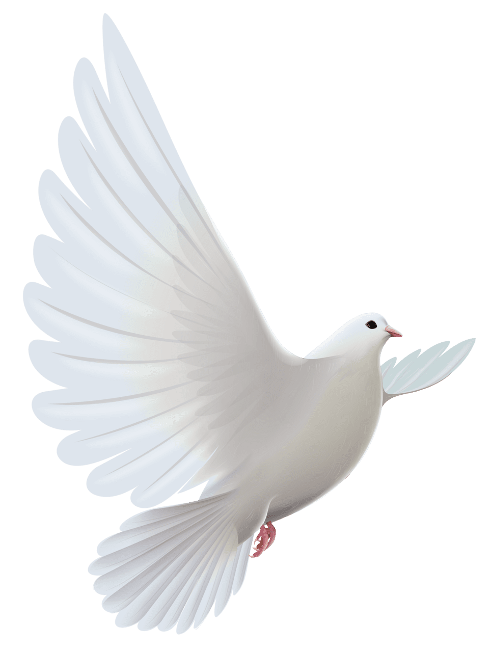 Wings white dove clipart transparent