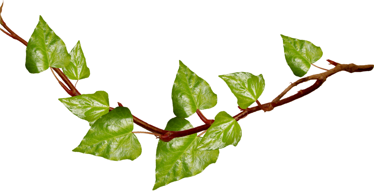 Ivy clipart vine leaves full size image