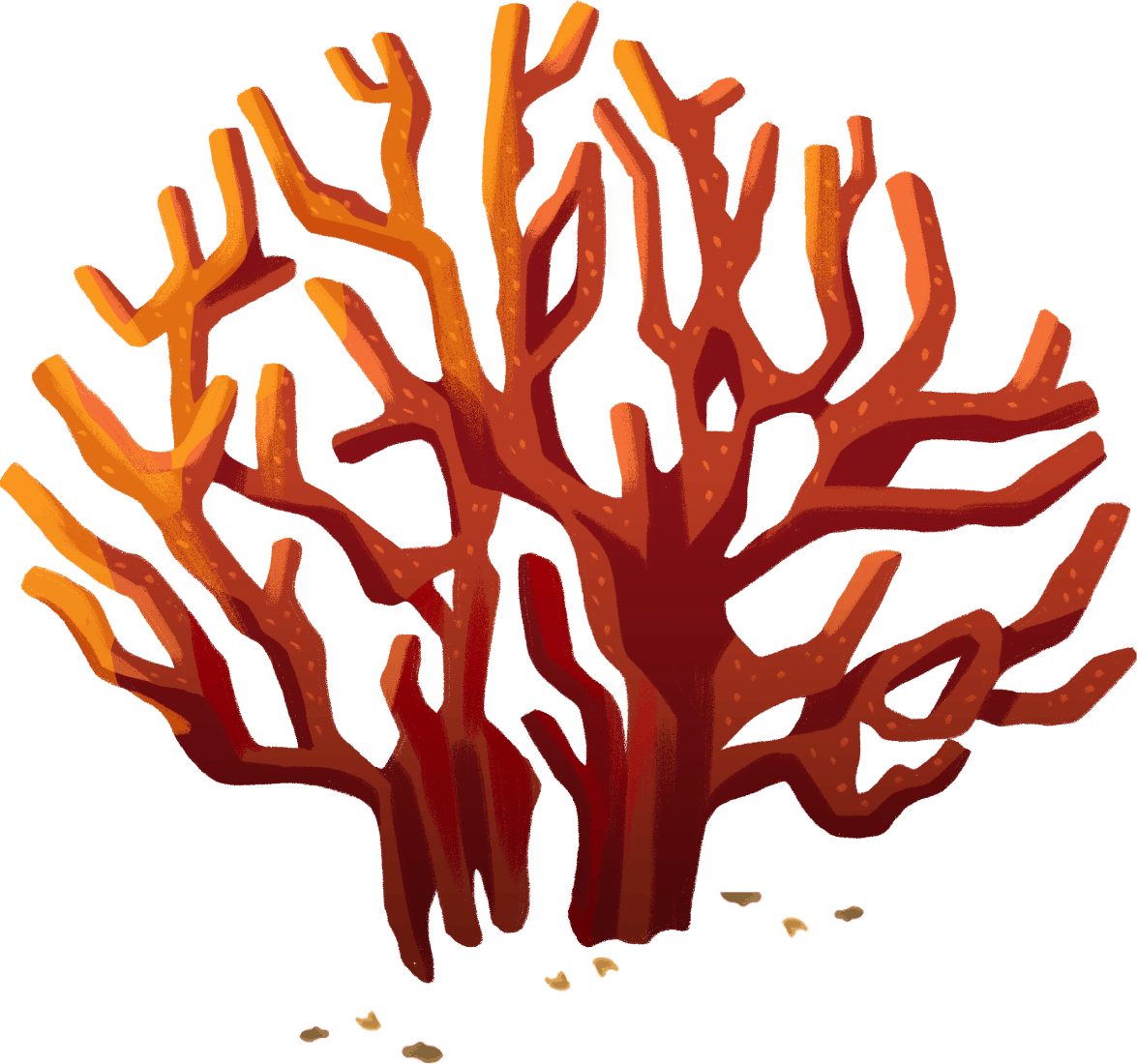 Coral rebuilding the reef in french polynesia clipart transparent