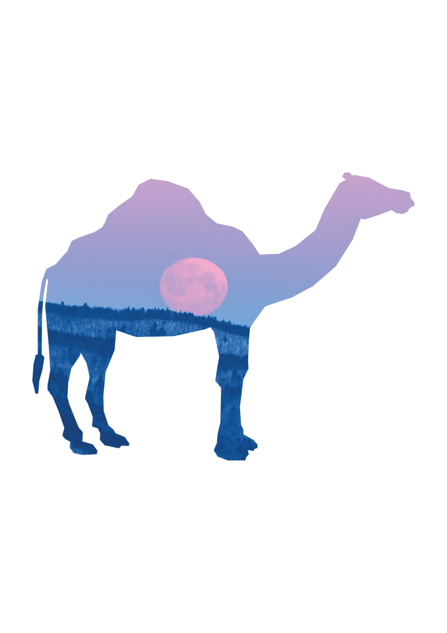 Camel kamel clipart photo