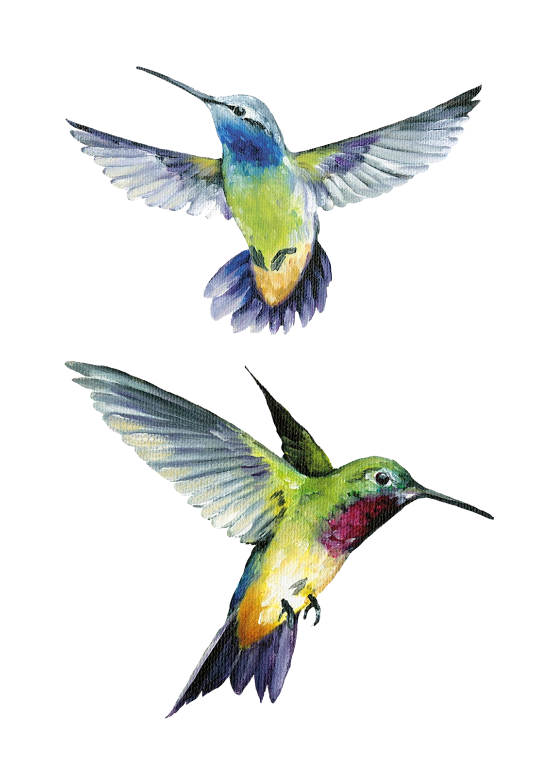 Hummingbird pin page clipart clip art